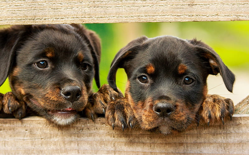 Rottweiler, puppies, small dogs, cute animals, pets, domestic dog, HD wallpaper