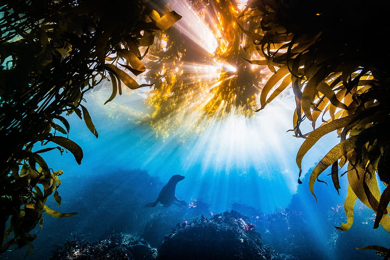 Underwater shot of a sea lion swimming underneath some sunlit seaweed, underwater, seaweed, water, sun, ocean, aquatic, swimming, sea, sunlight, swim, sea lion, HD wallpaper