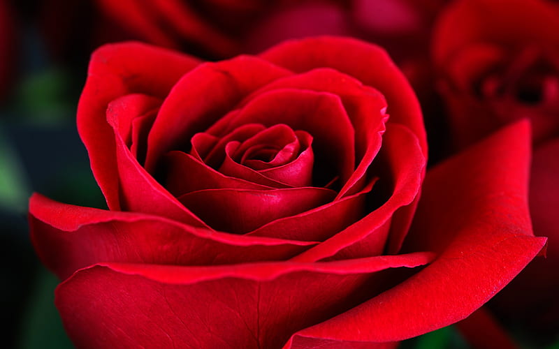 red rose, rosebud, red flower, rose, drops, HD wallpaper