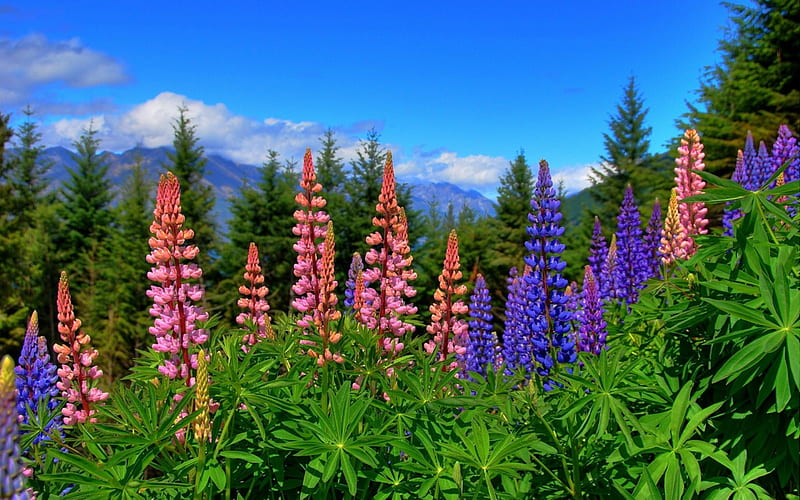 Mountain Lupins, lupins, mountains, flowers, trees, clouds, sky, lupines, Lupinus, HD wallpaper