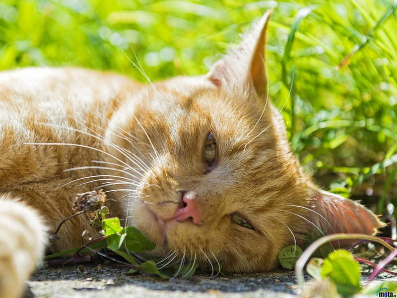 Red cat basking in the sun, red, sun, cats, grass, HD wallpaper