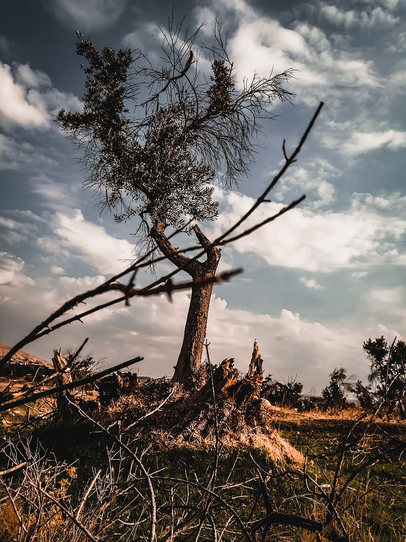 tree in the dark , sky, raven, ravens, cactus, winter, birds, desert, summer, HD phone wallpaper