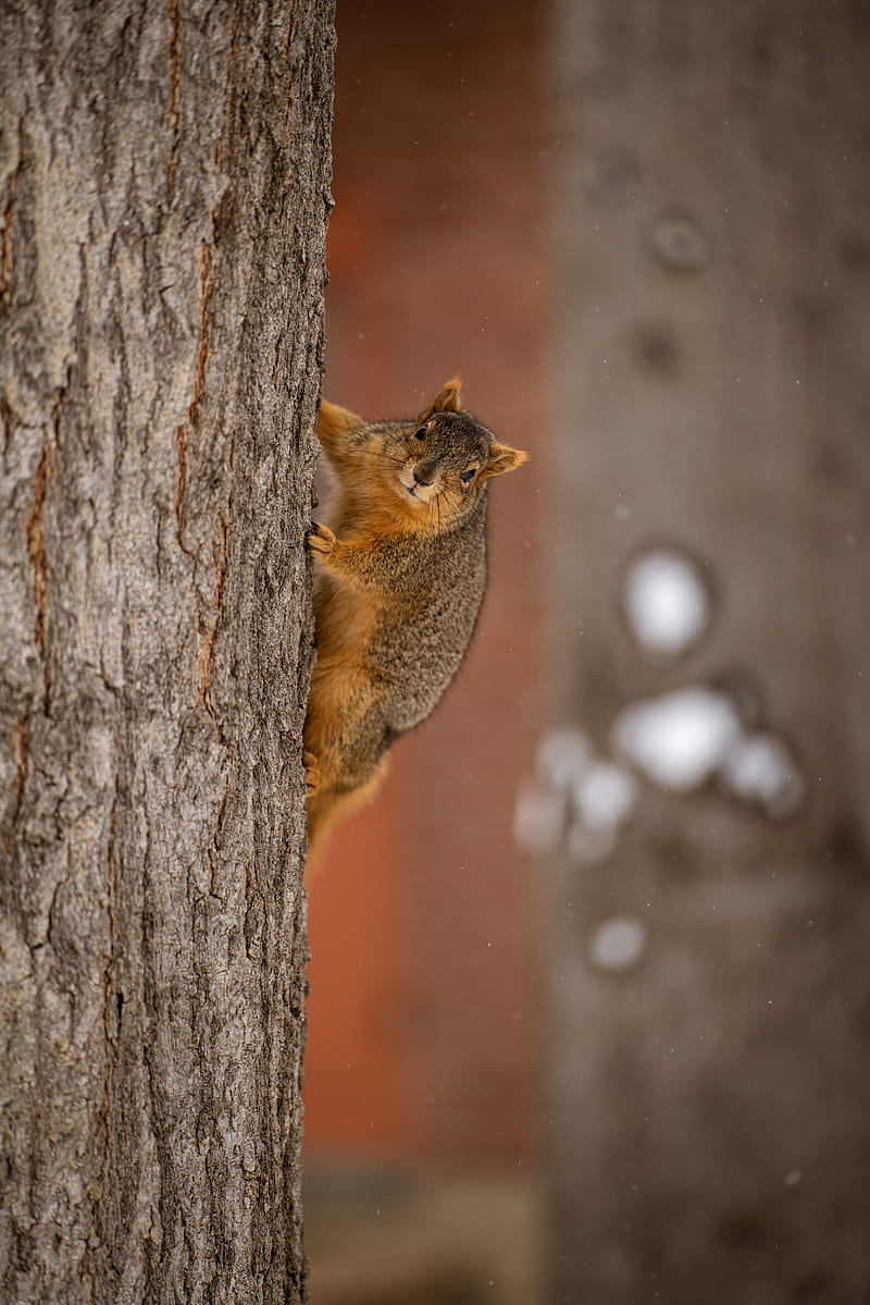 squirrel, animal, brown, tree, HD phone wallpaper