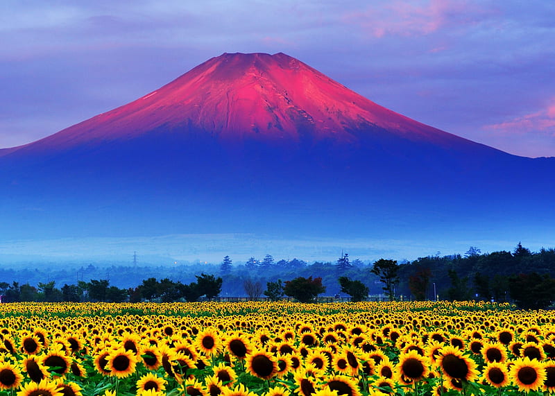 Mount Fuji Japan, mount, yellow, sunflower, pink, field, fuji, blue, japan, vara, summer, HD wallpaper