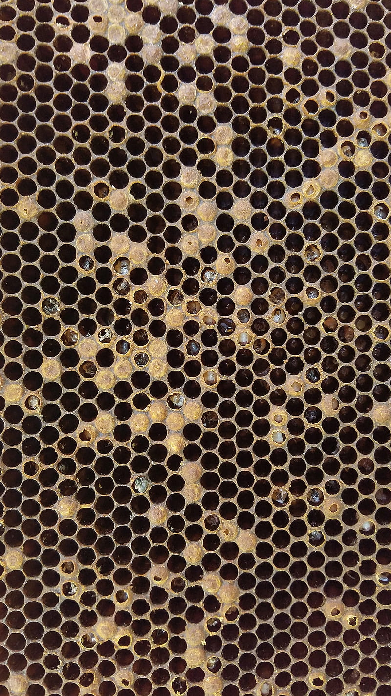 Panal, nido de abejas, Fondo de pantalla de teléfono HD | Peakpx