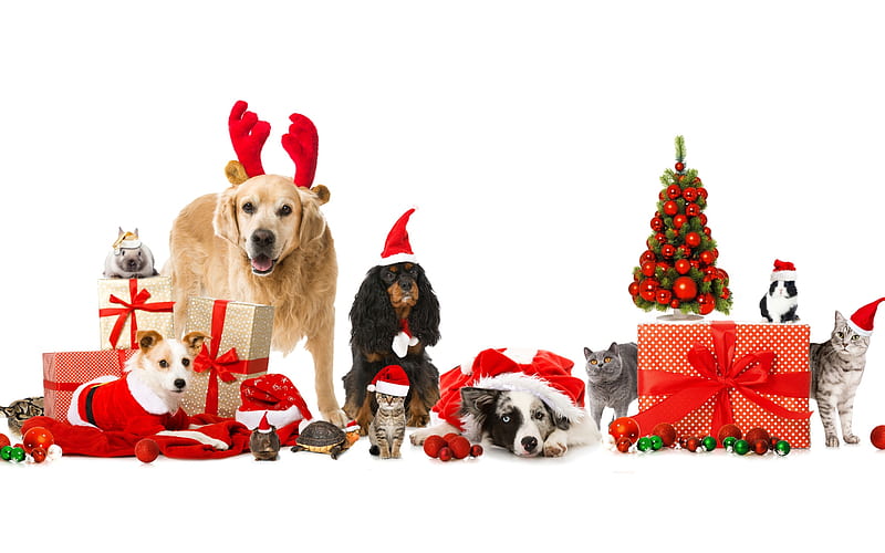 Merry Christmas!, red, craciun, christmas, caine, cat, animal, card, pet, pisica, dog, HD wallpaper