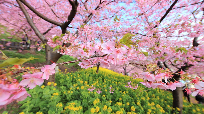 spring bloom cherry-plants s, HD wallpaper