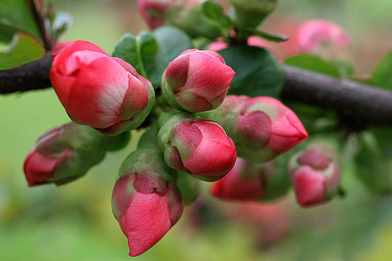 spring buds, apple, spring, buds, orchard, HD wallpaper