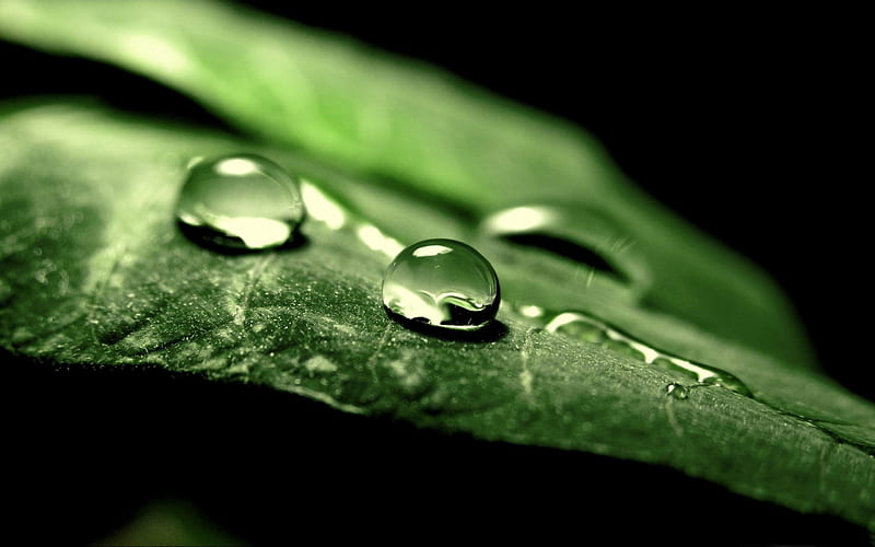 wet green leaf-2012 Macro graphy Featured, HD wallpaper