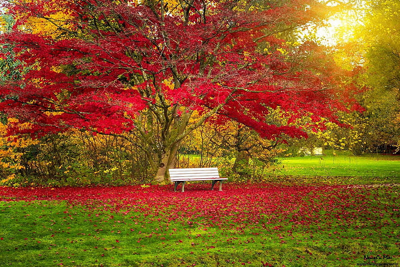 Bench in a city park, autumn, city, colors, bench, bonito, park, rest, fall, relax, leaves, HD wallpaper