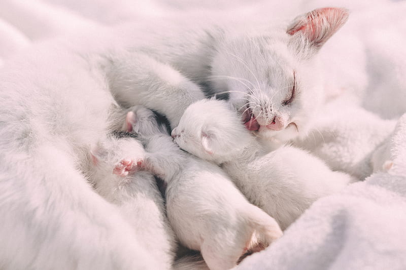 cat, kittens, family, care, tenderness, HD wallpaper