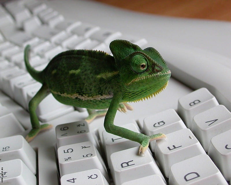 Chameleon, lizard, green, computer, keyboard, HD wallpaper