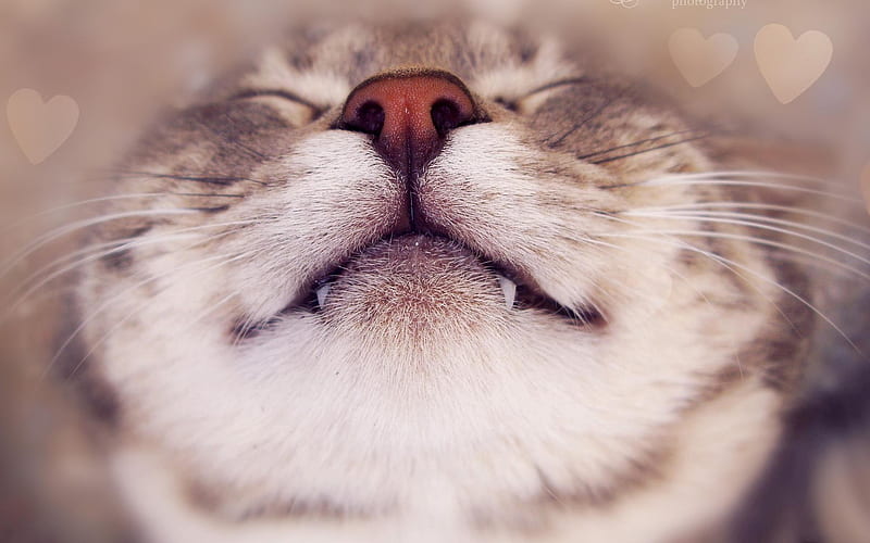 A big smile, feline, smile, cat, kitten, animal, HD wallpaper | Peakpx