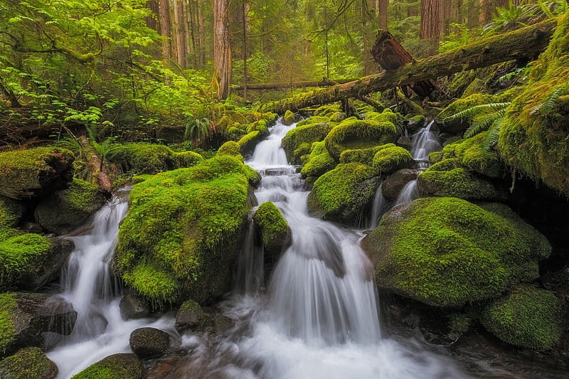 Mossy Rock Forest Stream, Waterfalls, Stream, Forests, Moss, Rocks, Rivers, Nature, HD wallpaper