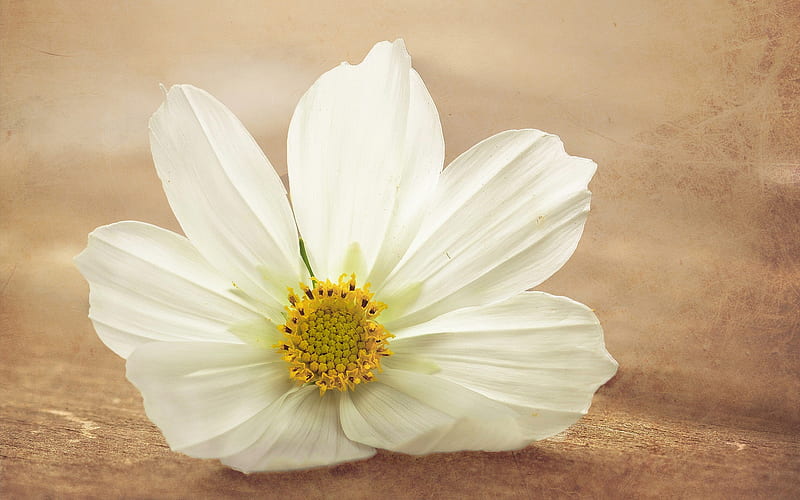 kosmeya flower petals white-, HD wallpaper