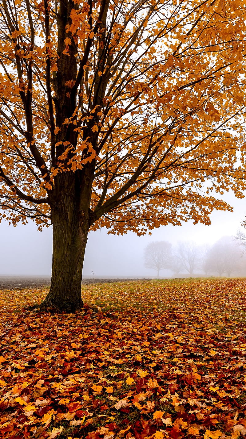 Autumn Morning, Trees, Fog, Yellow Leaves IPhone 8 7 6 6S Plus , Background, HD phone wallpaper