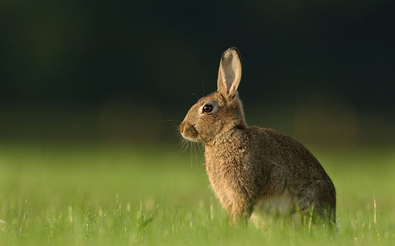 Watching bunnie, forest, rabbit, cute, wild, wildlife, nature, bunnie, field, animals, HD wallpaper