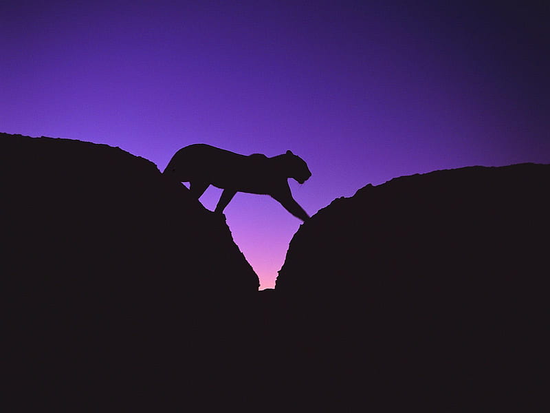 African leopard crossing the rocks at sunset, leopard, rocks, purple, african, sunset, HD wallpaper