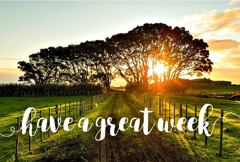 Great Week, Great, Trees, Fields, Week, Nature, HD wallpaper