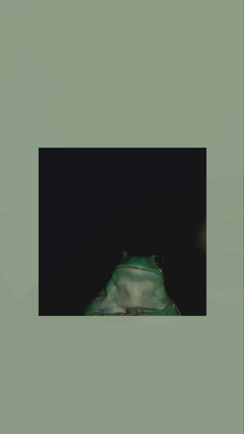 Frog, Cartoon Frog, HD phone wallpaper