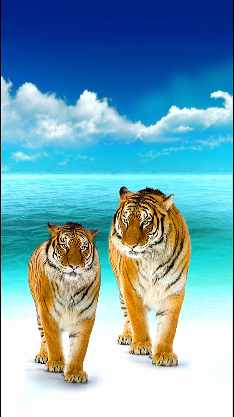 Tigers, 3d, animal, cloud, sand, sea, tiger, water, wild, HD phone wallpaper  | Peakpx