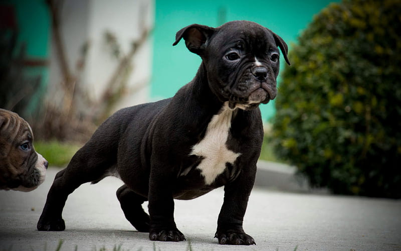 Pocket American Bully puppy, black dog, pets, American Bully, dogs, cute animals, American Bully Dog, HD wallpaper