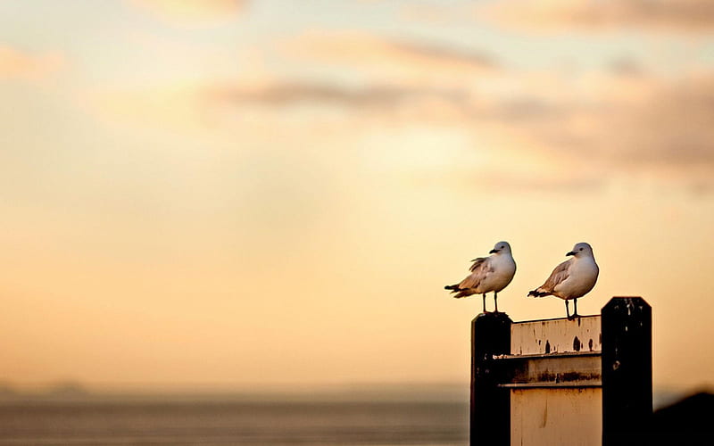 a pair of seagulls-Animal graphy, HD wallpaper