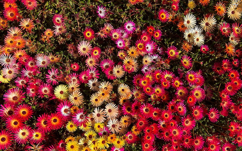Colorful Mesembryanthemums, colorful, flowers, colors, nature, mums, HD wallpaper