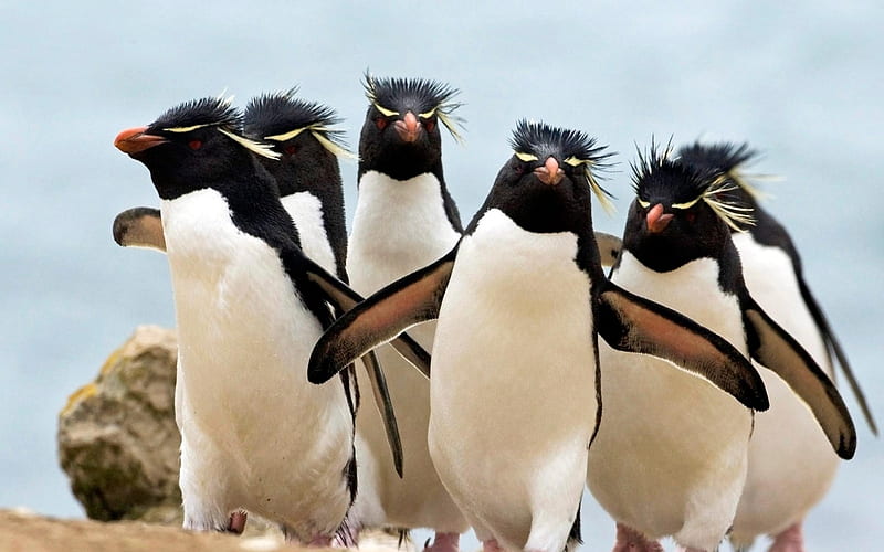 penguins falkland islands south atlantic-Animal, HD wallpaper