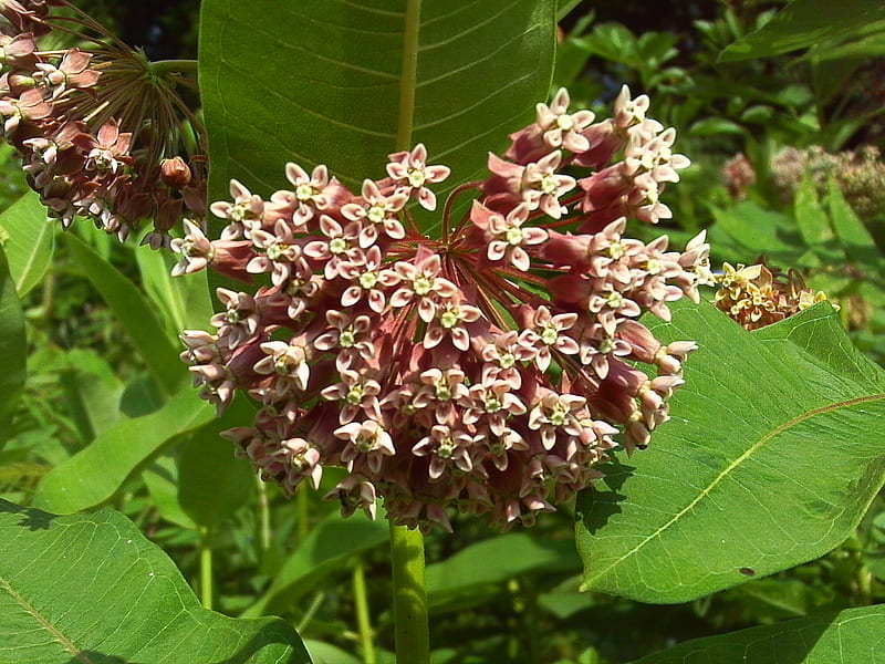 Who’s got milk?!, flowers, milkweeds, nature, green, HD wallpaper | Peakpx