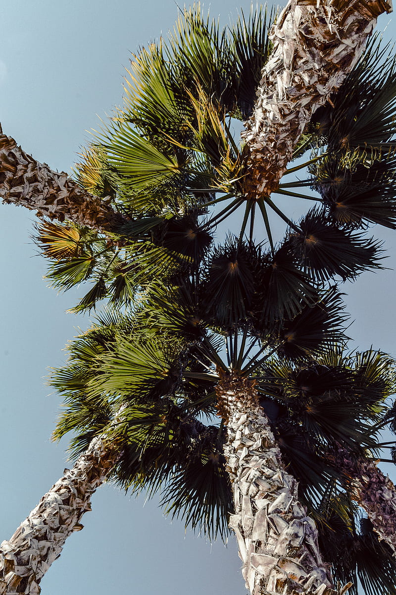 palms, trees, sky, branches, leaves, HD phone wallpaper