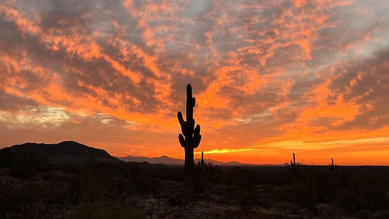 Hawes Ranch, Mesa, Arizona, cactuses, sunset, hills, clouds, landscape, sky, usa, HD wallpaper