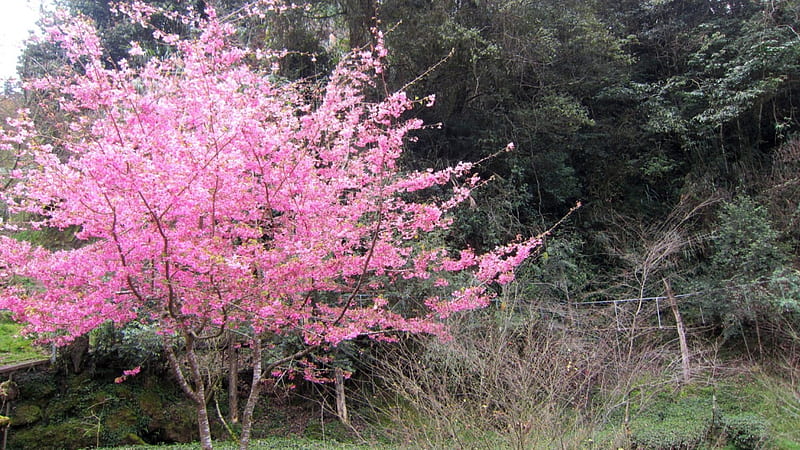 Beautiful cherry blossom, tree, bonito, trail, pink, cherry blossom, HD wallpaper