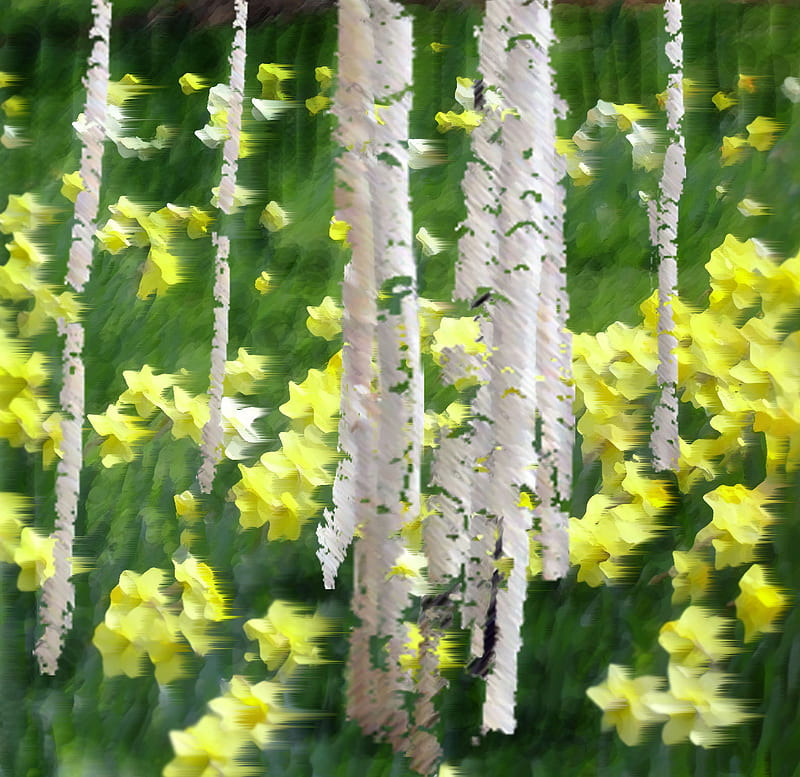 birches and daffodils, grass, daffodils, birches, yellow, nature, spring, HD wallpaper