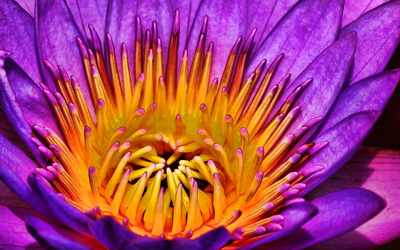 purple lotus, macro, purple flowers, Nelumbo nucifera, lotus, HD wallpaper
