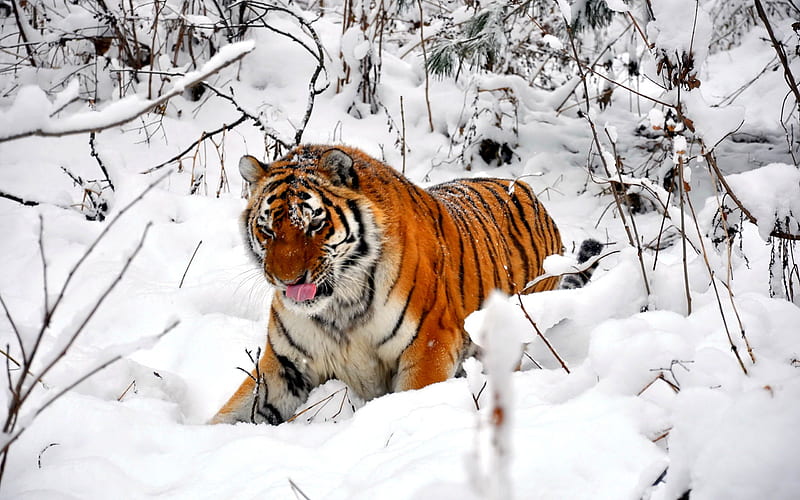 WILD PLAY, snow, tiger, fun, play, winter, HD wallpaper | Peakpx