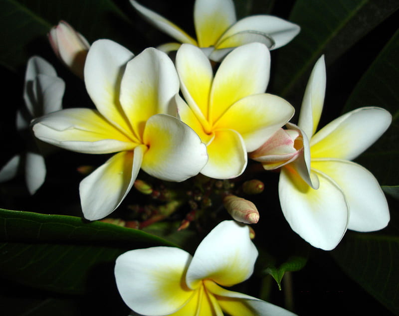 Tropical Blossoms, blossom, flower, nature, bonito, white, tropical ...
