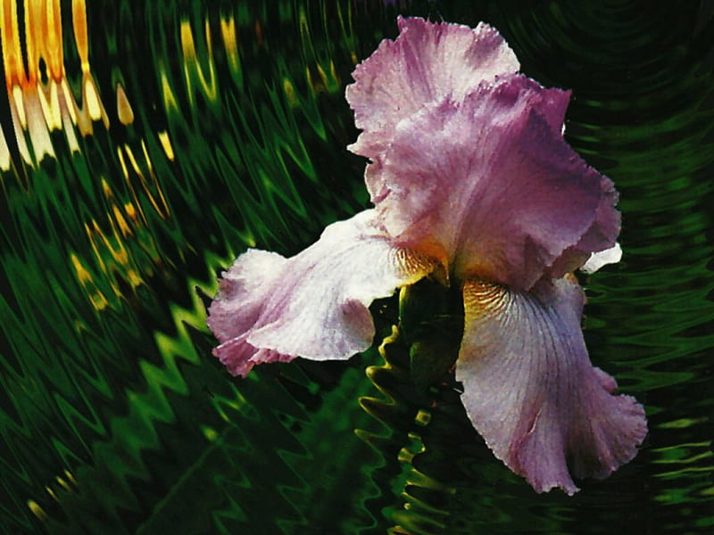 Purple Iris, art, romance, artwork, floral, rippled water, love, painting, flower, beauty, iris, HD wallpaper