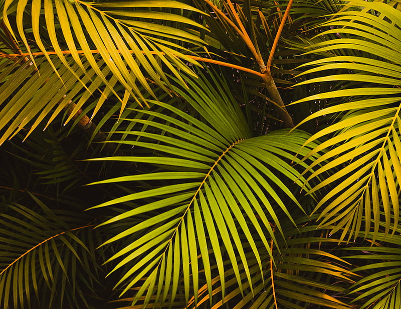 leaves, palm, green, HD wallpaper