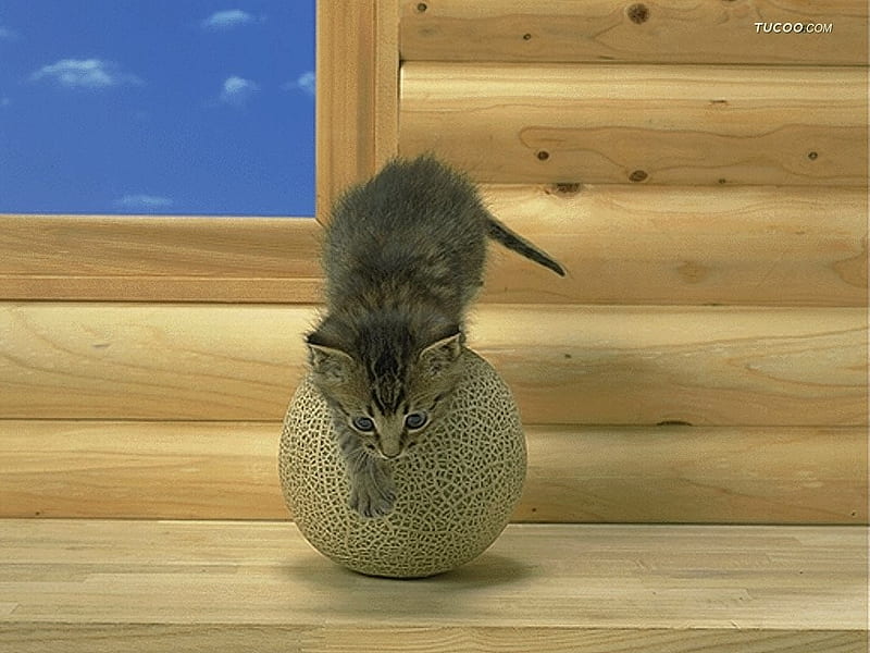 free download | Cat on melon, loveable, cat, animal, fruit, pet, feline ...