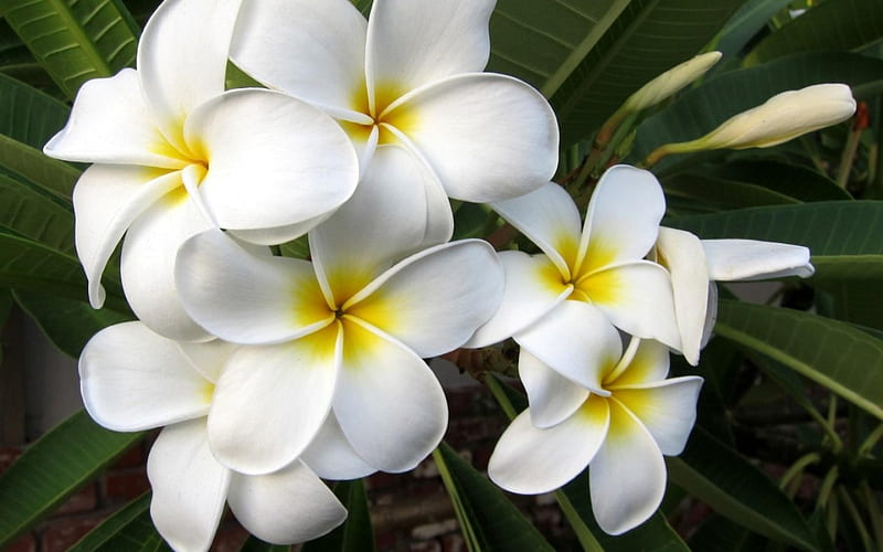 Hawiian Plumeria, exotic, blossom, plumeria, flowers, leaf, HD ...