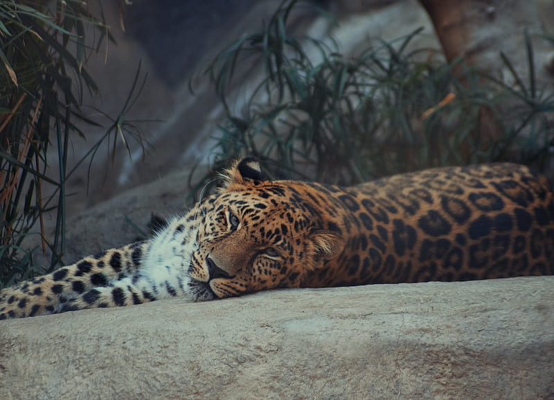 Brown and Black Leopard Lying on Ground, HD wallpaper