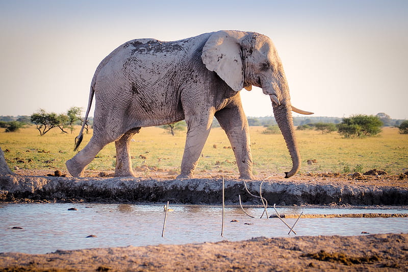 gray elephant walking near river during daytime, HD wallpaper