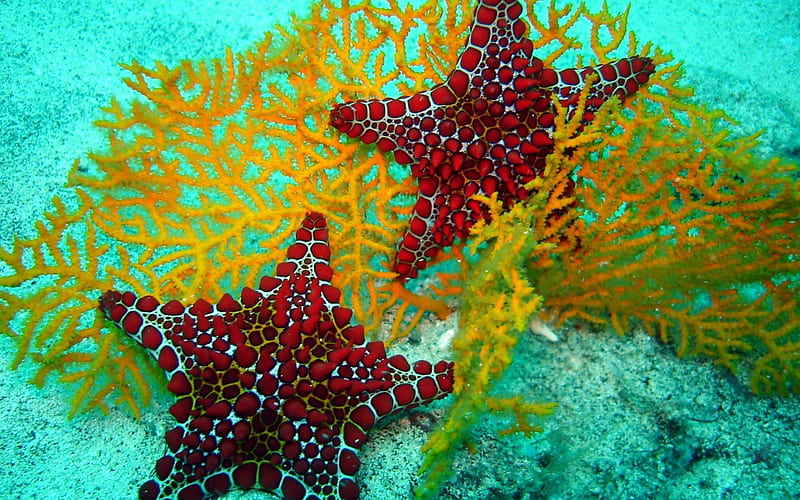 Beautiful Red Starfish, corals, red, oceans, sealife, starfish, HD wallpaper