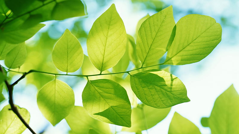 Green Leaves, leaves, green, nature, clouds, sky, leaf, HD wallpaper |  Peakpx