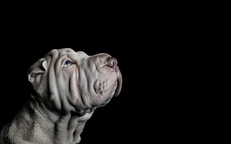 Shar Pei, small gray puppy, pets, cute animals, small dog, puppy, Black background, dogs, Cantonese Shar-Pei, HD wallpaper