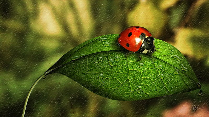 Shower for Ladybug, bug, ladybug, fresh, summer, shower, spring, rain, leaf, HD wallpaper