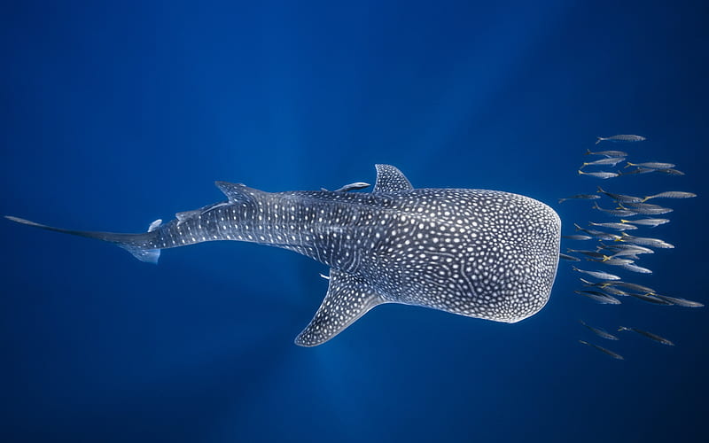 Whale shark, Indian Ocean, underwater world, sharks, predators, Madagascar, HD wallpaper