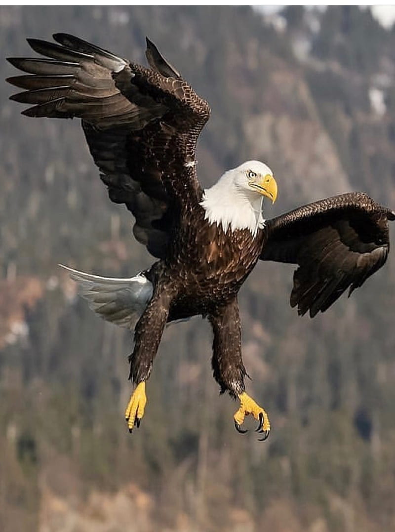 águila, américa, águilas, Fondo de pantalla de teléfono HD | Peakpx