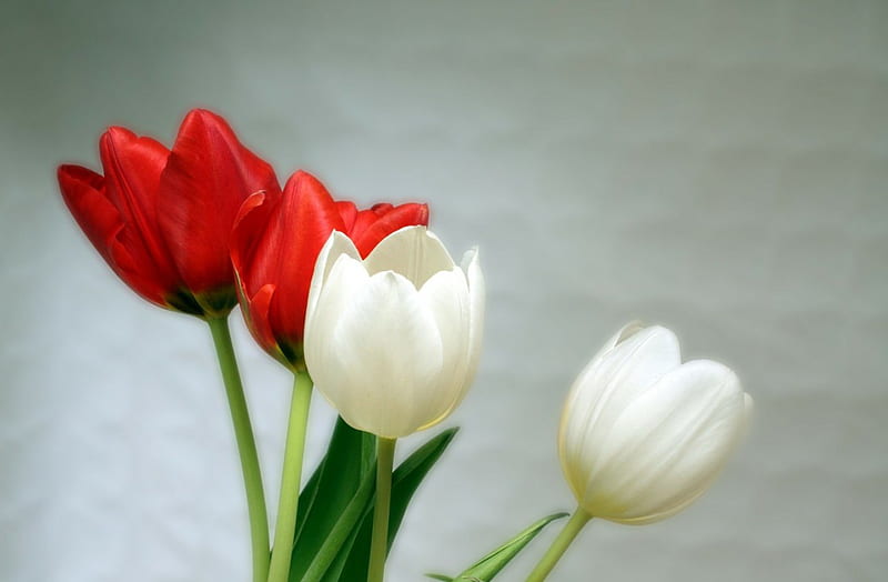 Tulipanes rojos y blancos, rojo, flores, naturaleza, tulipanes, blanco,  Fondo de pantalla HD | Peakpx